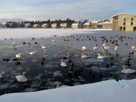 Reyjavik-pond