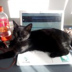 Muscade le chat qui profite du soleil couché sur mon clavier de laptop